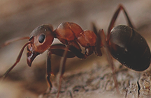 Zdjęcie mrówki