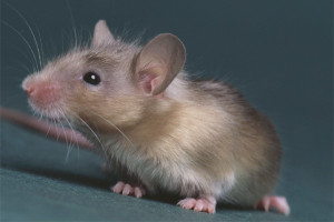 Jak se zbavit myší