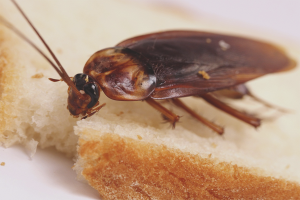 Come sbarazzarsi di scarafaggi