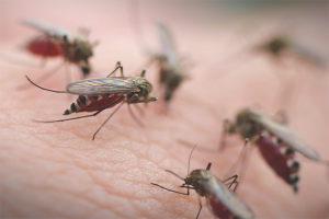 Jak se zbavit komárů kousnutí