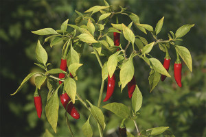 Sådan dyrkes peberfrugter