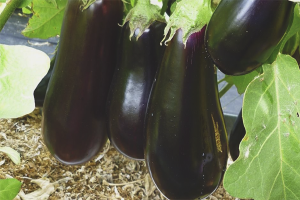 Hvordan dyrke aubergine i et drivhus