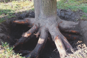 Cara menghilangkan akar pokok