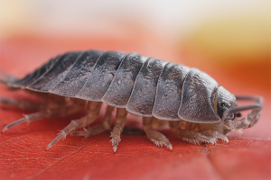 How to get rid of wood lice in an apartment