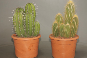 Hvordan man plejer en kaktus
