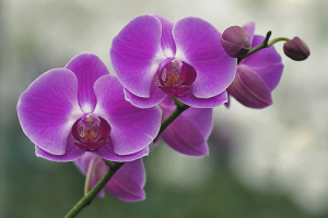 Cara menjaga orkid