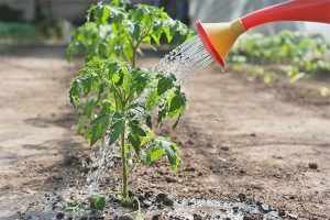 Hur ofta att vattna tomatplantor