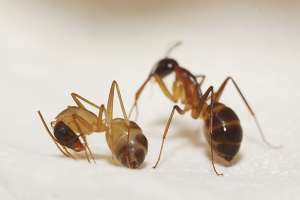 Hur man kan bli av med röda myror i en lägenhet