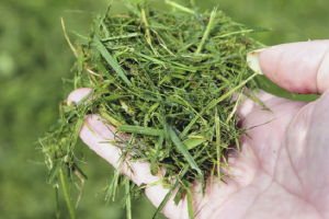 How to make grass fertilizer