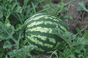 Hoe watermeloenen in de volle grond te laten groeien