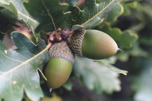 Paano palaguin ang isang oak mula sa isang acorn
