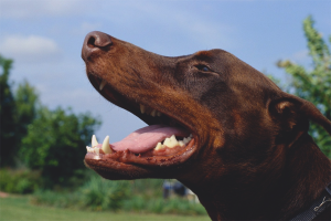Ako sa zbaviť psovho zlého dychu