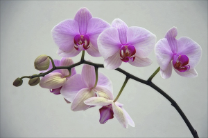 How to prune an orchid after flowering