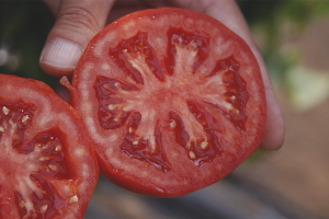 Cara mengumpul biji tomato