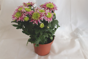 How to care for potted chrysanthemum