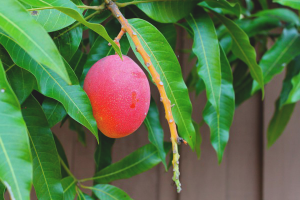 Com cultivar mango a partir de llavors