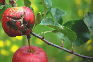 Ako sa vysporiadať s chrastou jabĺk