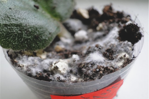 How to get rid of mold on seedlings