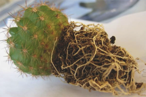 How to transplant a cactus