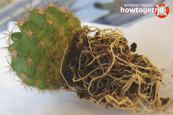 Kuinka siirtää kaktus