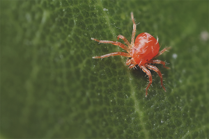 How to get rid of a spider mite in a greenhouse