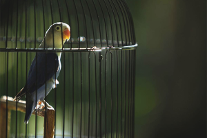 Hur man kör en papegoja i en bur