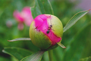 Hogyan lehet megszabadulni a hangya a pünkösdi rózsa
