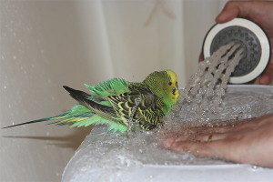 Wie man Wellensittiche badet