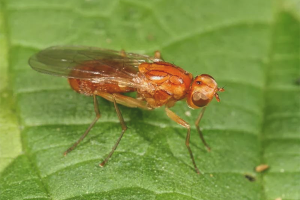 Cara menghilangkan lalat lobak merah