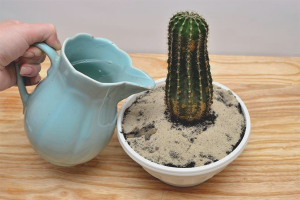 Sådan vandes en kaktus