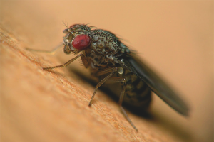 Kuinka päästä eroon Drosophilasta asunnossa