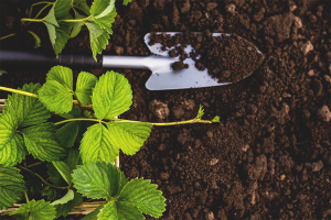 Com preparar el sòl per plantar maduixes