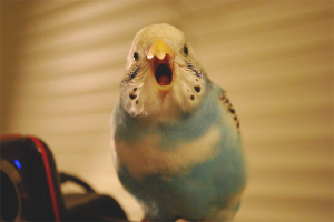 How to teach a budgerigar to speak