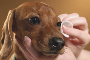 Hvordan spyle øynene til en hund