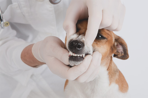 Sådan fjernes tandsten i en hund