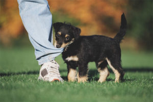 Bir köpek yavrusu ısırmak ve bacakları kapmak için nasıl sütten kesilir