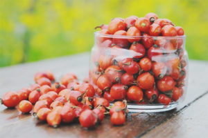 Useful properties and contraindications of rose hips