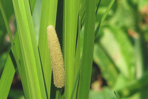 Liečivé vlastnosti a kontraindikácie calamus marsh