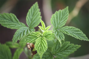 Propiedades medicinales y contraindicaciones de las hojas de frambuesa.