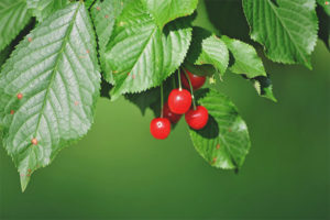 Useful properties and contraindications of cherry leaves