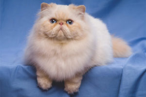 قطط فارسية