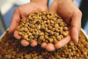Những lợi ích và tác hại của đậu phộng chuf
