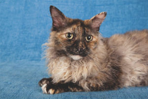 Laperma cat breed