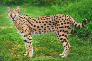 gattopardo