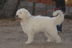 Güney Rus çoban köpeği