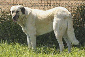 Anatolisk hyrdehund