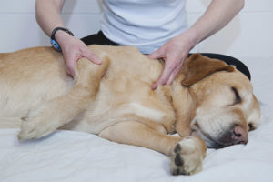 Artritis bij honden