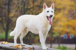 Cão de pastor branco suíço