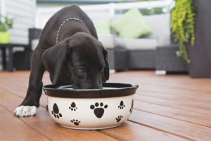 Cum să hrănești un câine după naștere