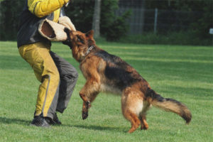 Cara mengajar pasukan fas kepada anjing